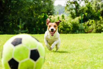 Goool … počitnice prevzele vodstvo